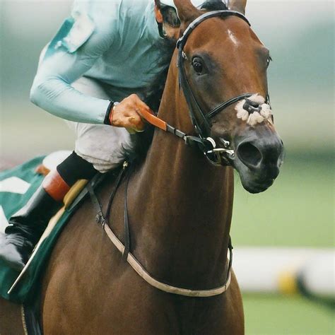 backawinner|Free Horse Racing Tips .